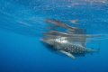 Peace Whale Shark feeding in peace on the roe strewn surface. OM D E M5 8mm natural light. Peace Whale Shark feeding in peace on the roe strewn surface. OM D E M5 8mm natural light.