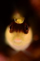 Tiny blenny.105mm SMC.No crop no p.s. Tiny blenny.105mm SMC.No crop no p.s.