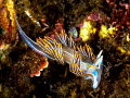 opalescent sea slug opalescent sea slug