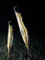 A couple of spotted shrimpfish over seagrass at night A couple of spotted shrimpfish over seagrass at night
