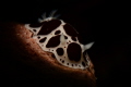 snooted nudi from Bodrum snooted nudi from Bodrum