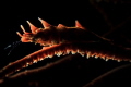 Spooky backlit dragon shrimp