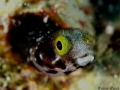 Blenny Blenny