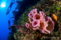 Pink Sponges Divers Pink Sponges Divers