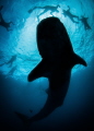 Silhouette . they turn when you dive down to them I don t remember that last year because there were so many. Silhouette . they turn when you dive down to them I don t remember that last year because there were so many.
