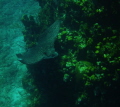 Enormous Spotted Eagle Ray Enormous Spotted Eagle Ray
