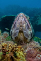 Sand Diver Sand Diver