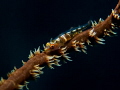 Wire coral goby Wire coral goby