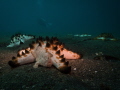 lembeh sight lembeh sight