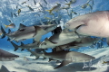 Meet and greet at Tiger Beach West End Bahamas Meet and greet at Tiger Beach West End Bahamas