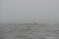 Polar Bear in the Mist Hudson Bay Polar Bear in the Mist Hudson Bay