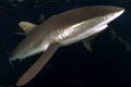 Carcharhinus falciformis Carcharhinus falciformis