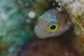 The small blenny was looking at me from its burrow while I was perching around for better composition. The small blenny was looking at me from its burrow while I was perching around for better composition.
