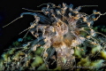 Alicia mirabilis night dive Alicia mirabilis night dive