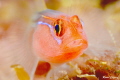 Red tiny face to face Red tiny face to face