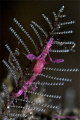 Skeleton Shrimp with eggs
Caprella spp. Skeleton Shrimp with eggs
Caprella spp.