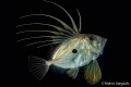 John dory night dive John dory night dive