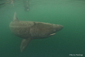 Basking shark cruising around near Isle of Coll Scotland Basking shark cruising around near Isle of Coll Scotland