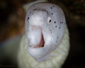 Eel Eel