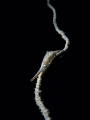 I m An Upstart ... Sawblade Shrimp Tozeuma armatum. Sail Rock Thailand EM5 Oly 12 50mm 1/250 f22 iso200 Inon D2000 Inon UCL165 I m An Upstart ... Sawblade Shrimp Tozeuma armatum. Sail Rock Thailand EM5 Oly 12 50mm 1/250 f22 iso200 Inon D2000 Inon UCL165