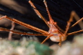Arrow Crab Arrow Crab