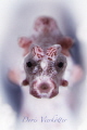 Pygmyface Pygmyface