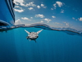 Tagalong Whitefin Sharksucker prospecting a potential companion turned out to be a friendly little guy. 4inch dome OM D E M5 8mm natural light. Tagalong Whitefin Sharksucker prospecting a potential companion turned out to be a friendly little guy. 4inch dome OM D E M5 8mm natural light.