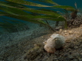 Humpback scorpionfish Lembeh Humpback scorpionfish Lembeh