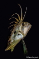 John Dory night dive 2 John Dory night dive 2