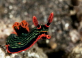 Nembrotha kubaryana
Bunaken islands Sulawesi
Nembrotha kubaryana
Bunaken islands Sulawesi