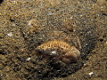 Whitemargin stargazer buried under sand at night Whitemargin stargazer buried under sand at night