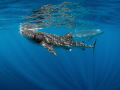 A serene pair of feeding Whale Sharks a ballet couple come to mind.... A serene pair of feeding Whale Sharks a ballet couple come to mind....