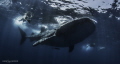 Videographer working for his shot chasing a good sized whale shark.
Videographer working for his shot chasing a good sized whale shark.