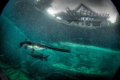 American Paddlefish threatened species American Paddlefish threatened species