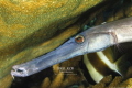 Trumpet fish portrait Fakarava Trumpet fish portrait Fakarava