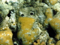 Funny face in the coral