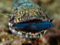 Lunch time fo this lizardfish