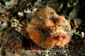Small stonefish