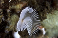 This white fan worm (common name) is an annelid of the class polychaeta, which has a characteristic white crown of radioles with an interesting structure called operculum (white circle), used to close the tube house when it feels threaten.