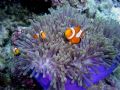 Nemo and family (Anemone Fish)