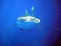 Whale Shark Smiling Exumas Bahamas