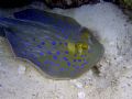 Blue Spotted Ray in Ras Mohammed, Egypt