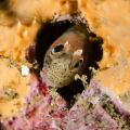 Chilean mussel blenny from patagonia fjord.