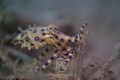 Blue-ringed octopus on sea grass