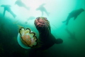 Horde of steller sea lion plays with me and jellyfish.
Between Kamchatka and Comander islands.