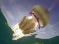 Jellyfish on the sky