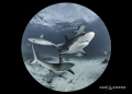 Reef Sharks in my circle!   Using a full frame camera and an 8mm fisheye allows for extremely close interaction!