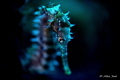 Macro photo of a Seahorse that was taken up close.