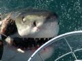 Great White, taken off Dyer Island from top deck of shark diving boat using Konica Minolta Dynax 7D + Sigma 18-200 DC Lens. Later got close up video inside shark's mouth!