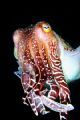Giant Cuttlefish - picture was taken during a nigth dive.- nikonos RS 50 mm macro, 2 YS 300 strobes